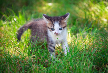 Naklejka na ściany i meble little cat playing on the grass