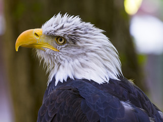 The head of the white eagle closely.
