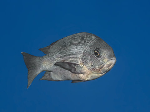 Black snapper fish in water of tropical sea (Macolor niger),  In