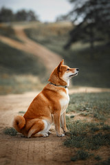 Dog breed red Japanese Shiba