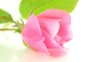 pink rose flower petals closeup in white background