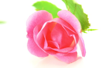 pink rose flower petals closeup in white background