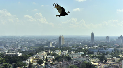 The American vultures (Cathartidae Lafresnaye) soars over Havana Cuba.