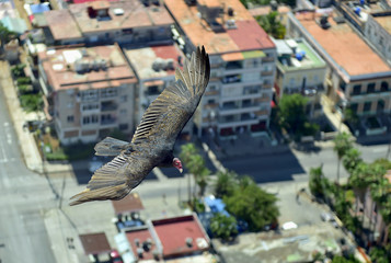 The American vultures (Cathartidae Lafresnaye) soars over Havana Cuba.