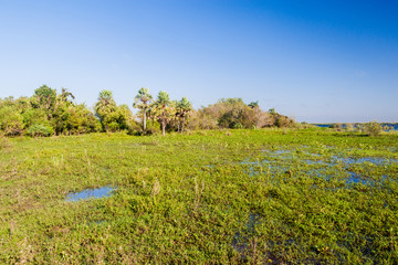 Wetlands in Esteros del Ibera, Argentina