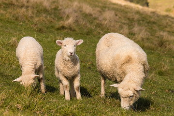 Naklejka na ściany i meble ewe with two lambs grazing