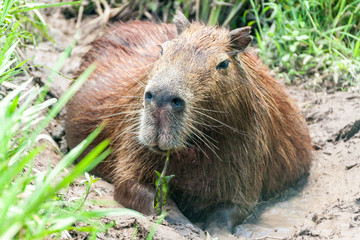 Capybara (Hydrochoerus hydrochaeris)  in Esteros del Ibera, Argentina