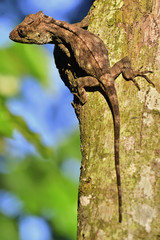 Anolis (Chamaeleolis) guamuhaya (Escambray Bearded Anole).