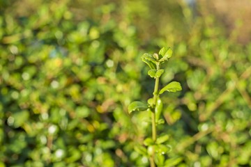 Obraz premium green leaf background 