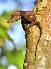 Anolis (Chamaeleolis) guamuhaya (Escambray Bearded Anole).