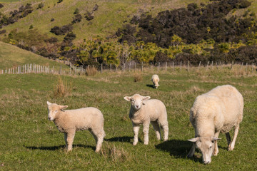 Fototapeta premium sheep with two lambs grazing in paddock