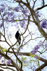 Magpie Sitting on Jacaranda Tree