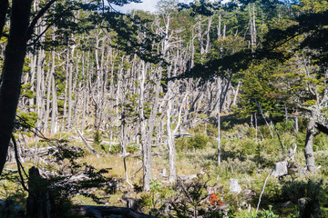 Fototapeta premium Forest in National Park Tierra del Fuego, Argentina