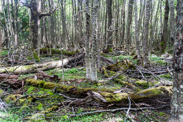 Forest at Tierra del Fuego, Argentina