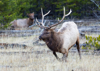Rocky Mountain Elk