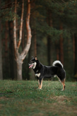 Dog breed black Japanese Shiba