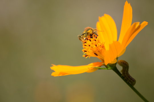 Avispa se alimenta del polen de la flor y un gusano se sostiene en el tallo.