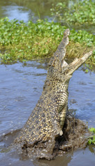  The Cuban crocodile jumps out of the water.