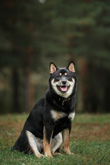 Dog breed black Japanese Shiba