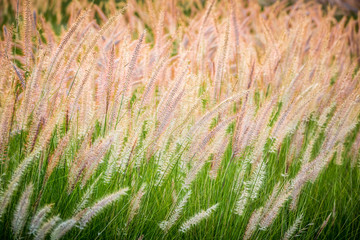 purple poaceae