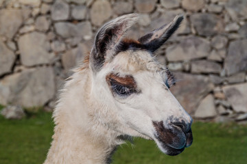 Head of lama. Ancient wall of Machu Picchu ruins in the background, Peru.