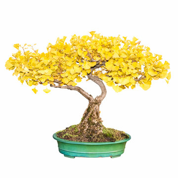 bonsai tree of ginkgo
