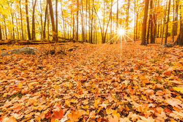 Fallen leaves and fall foliage lit by sunset sunbeams, shining through the forest trees, at Bear Mountain state park, New York
