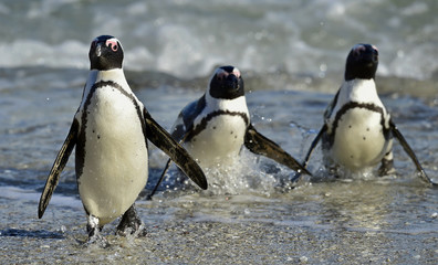 Naklejka premium African penguins (spheniscus demersus)