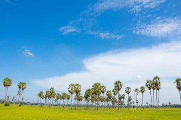 Obraz premium Sugar palm trees in the field on blue sky ,thailand