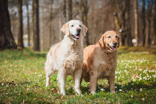 Dog breed Golden retriever
