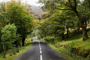 Irische Strasse, Wald