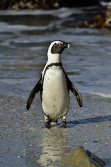 Fototapeta premium African penguin (spheniscus demersus) at the Boulders colony. South Africa