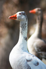 Portrait of the goose