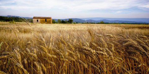 Field of Wheat Farm in Provence, France