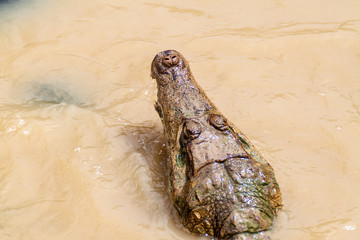 The spectacled caiman (Caiman crocodilus) in Fundo Pedrito animal farm in village Barrio Florido near Iquitos, Peru
