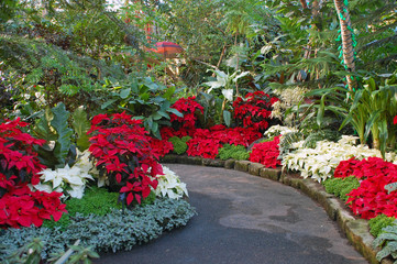 Christmas botanical garden