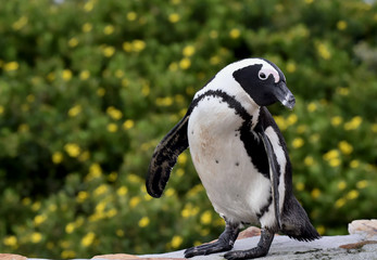 Obraz premium Portrait of African penguin (spheniscus demersus