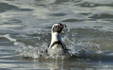 Portrait of African penguin (spheniscus demersus)
