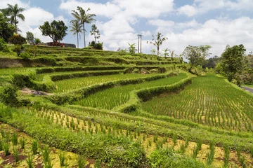 Fotobehang View of rice terraces in Bali with water  flowing © amadeustx