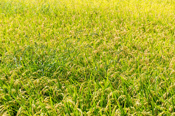 Autumn rice field