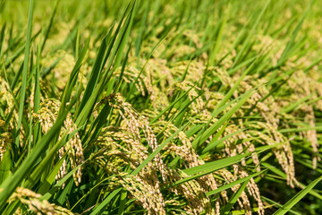 Rice field