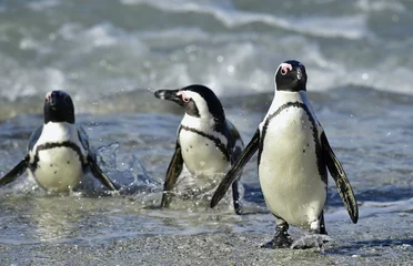 Crédence de cuisine en verre imprimé Pingouin African penguins (spheniscus demersus)