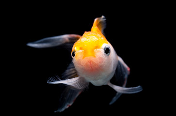 Oranda Goldfish
