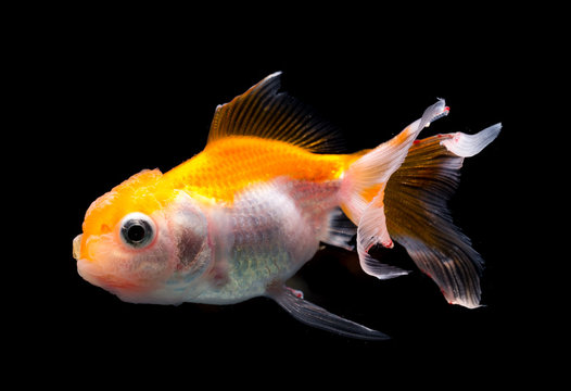 Gish Images Browse 59 Stock Photos, Vectors, and Video Adobe Stock