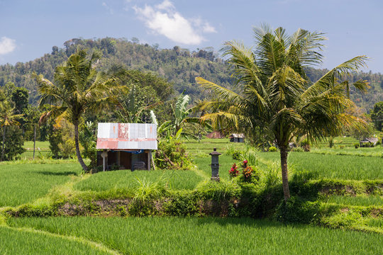 Rural area in Bali,  Indonesia