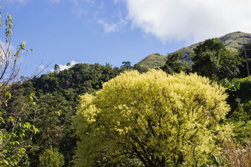young leaf on tree and blue sky