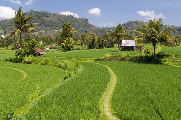 Rural rice terraces in Bali,  Indonesia
