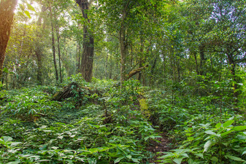 Morning light of deep forest with trees
