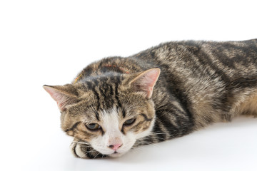 Fototapeta premium grey cat