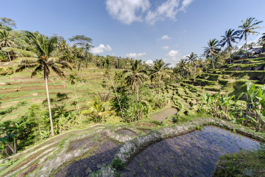 Tegallalang rice terraces in Bali,  Indonesia
